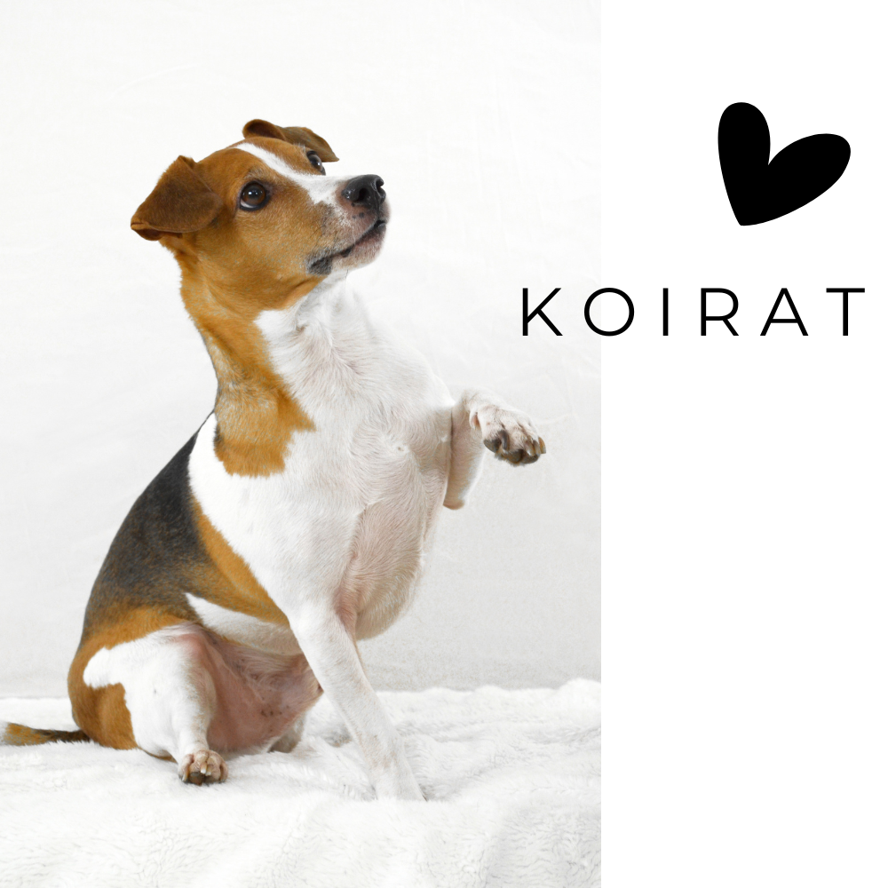 Koirat